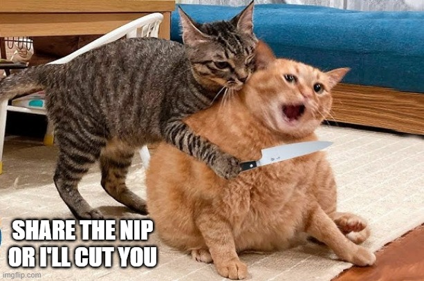 memes by Brad - Cat says "Share the nip or I'll cut you". | SHARE THE NIP OR I'LL CUT YOU | image tagged in funny,cat,kitten,catnip,knife,humor | made w/ Imgflip meme maker