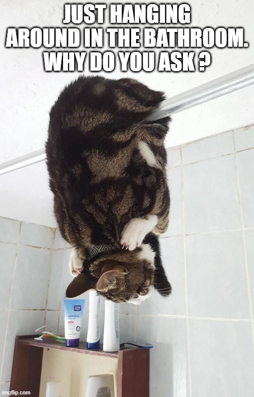 memes by Brad - Cat gets caught "just haning around the bathroom" - humor - | JUST HANGING AROUND IN THE BATHROOM. WHY DO YOU ASK ? | image tagged in cats,funny,kittens,hanging out,humor,play on words | made w/ Imgflip meme maker