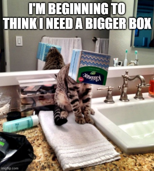 memes by Brad - My cat thinks he might need a bigger box - humor - | I'M BEGINNING TO THINK I NEED A BIGGER BOX | image tagged in cats,funny,kitten,box,humor,funny cat memes | made w/ Imgflip meme maker