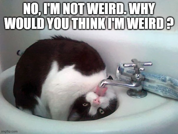 memes by Brad - My cat wants to know why I think she's weird | NO, I'M NOT WEIRD. WHY WOULD YOU THINK I'M WEIRD ? | image tagged in cats,funny,kitten,weird,humor,funny cat memes | made w/ Imgflip meme maker