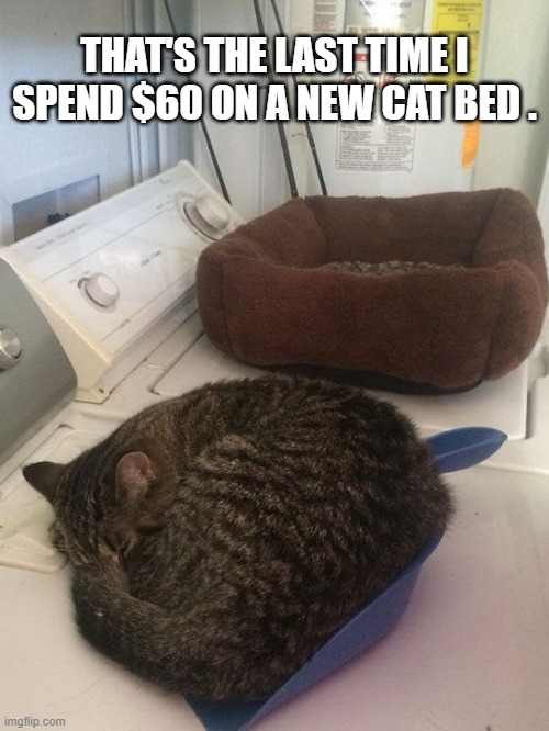 memes by Brad - I'll never spend $60 on a cat bed again - humor - | THAT'S THE LAST TIME I SPEND $60 ON A NEW CAT BED . | image tagged in cats,kitten,funny,bed,humor | made w/ Imgflip meme maker