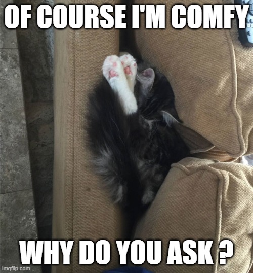 memes by Brad - cat wants to know why you are asking if he's comfortable | OF COURSE I'M COMFY; WHY DO YOU ASK ? | image tagged in funny,cats,kitten,humor,uncomfortable,question | made w/ Imgflip meme maker