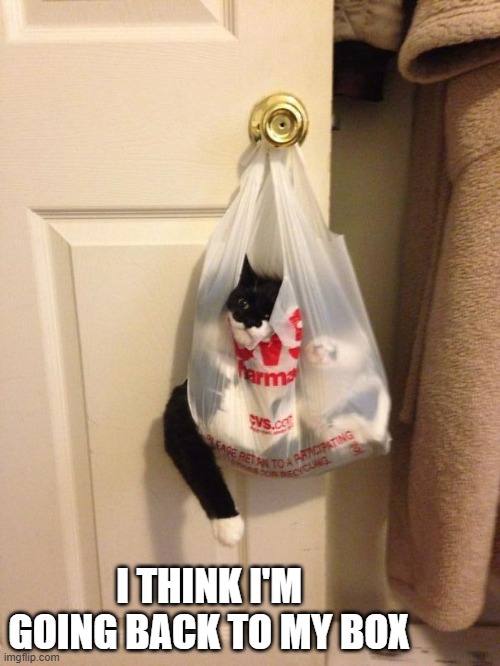 memes by Brad - Cat wants to go back to her bed - humor - | I THINK I'M GOING BACK TO MY BOX | image tagged in cats,kitten,funny,bed,sleep,humor | made w/ Imgflip meme maker