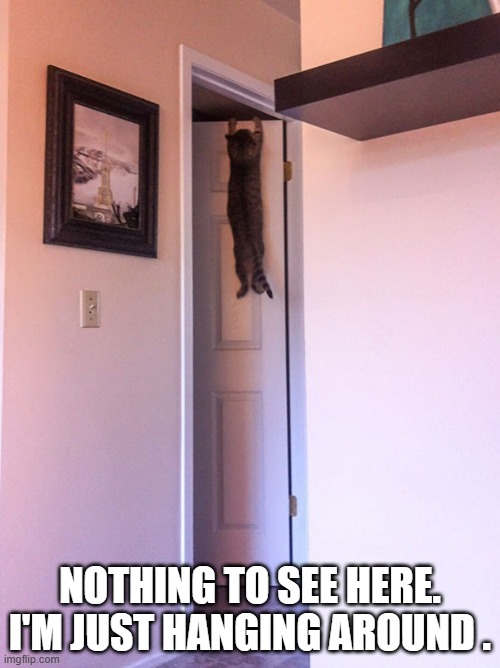 memes by Brad - Cat says "nothing to see here, I'm just hanging around - humor - | NOTHING TO SEE HERE. I'M JUST HANGING AROUND . | image tagged in cats,funny,kitten,play on words,hanging out,humor | made w/ Imgflip meme maker