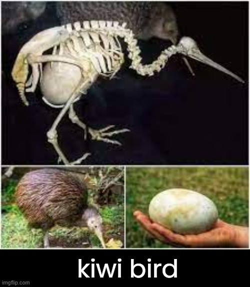 kiwi bird | made w/ Imgflip meme maker