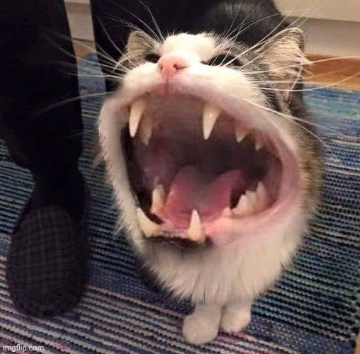 Is this a normal cat? | made w/ Imgflip meme maker