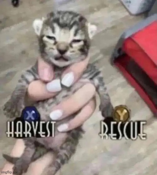 Harvest or rescue | image tagged in harvest or rescue | made w/ Imgflip meme maker
