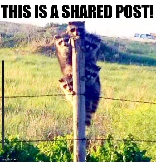 This Is A Shared Post! | THIS IS A SHARED POST! | image tagged in chris joines | made w/ Imgflip meme maker