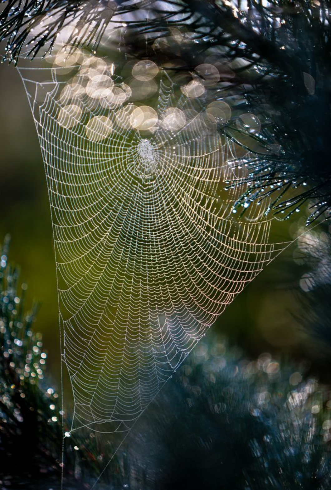 This is the beautiful cobweb I told you about. Blank Meme Template