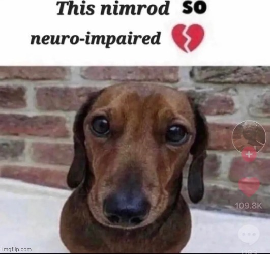 this nimrod so neuro-impaired | image tagged in this nimrod so neuro-impaired | made w/ Imgflip meme maker