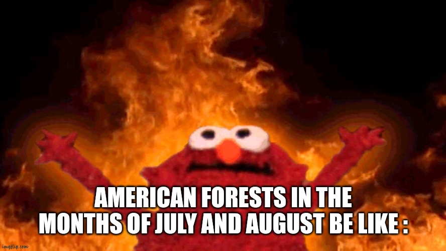 elmo fire | AMERICAN FORESTS IN THE MONTHS OF JULY AND AUGUST BE LIKE : | image tagged in elmo fire | made w/ Imgflip meme maker