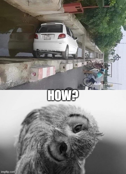 Parked the Car | HOW? | image tagged in owl with head tilted to the side | made w/ Imgflip meme maker