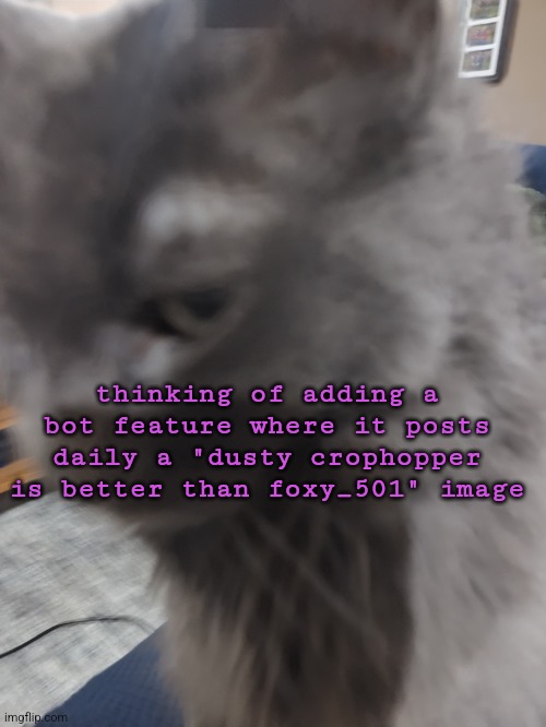 32's Cat | thinking of adding a bot feature where it posts daily a "dusty crophopper is better than foxy_501" image | image tagged in 32's cat | made w/ Imgflip meme maker