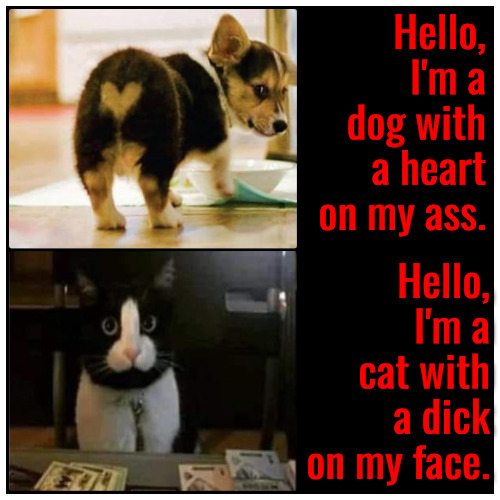 Heart Ass And Dick Face | Hello, I'm a dog with a heart on my ass. Hello, I'm a cat with a dick on my face. | image tagged in funny memes,cats,dogs,irony meter,dickhead,butt | made w/ Imgflip meme maker