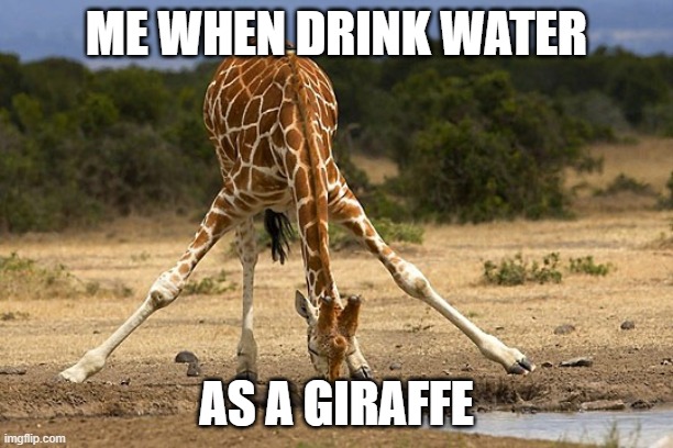 Giraffe drinks | ME WHEN DRINK WATER; AS A GIRAFFE | image tagged in griraffe,drinking | made w/ Imgflip meme maker