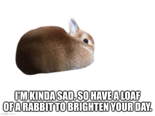 have a good day | I'M KINDA SAD. SO HAVE A LOAF OF A RABBIT TO BRIGHTEN YOUR DAY. | image tagged in tag | made w/ Imgflip meme maker