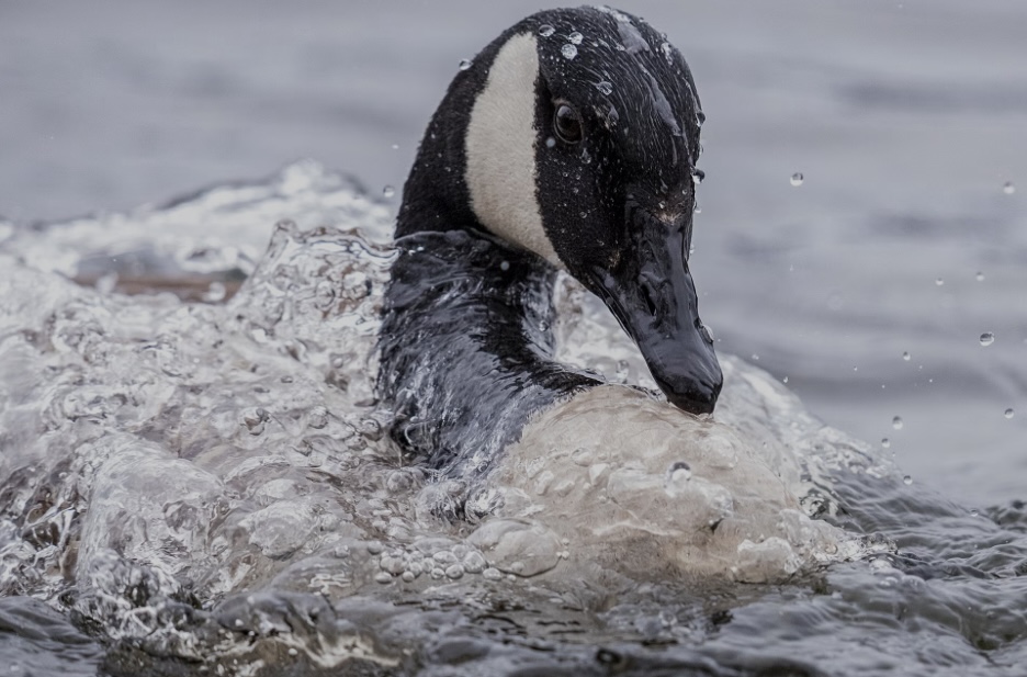 Canada Goose Blank Meme Template
