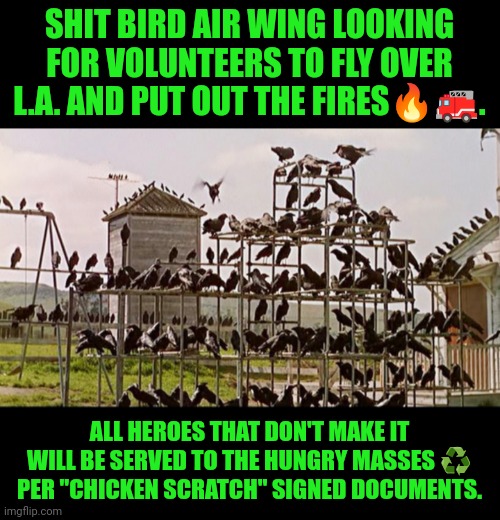 Funny | SHIT BIRD AIR WING LOOKING FOR VOLUNTEERS TO FLY OVER L.A. AND PUT OUT THE FIRES🔥🚒. ALL HEROES THAT DON'T MAKE IT WILL BE SERVED TO THE HUNGRY MASSES ♻️ PER "CHICKEN SCRATCH" SIGNED DOCUMENTS. | image tagged in funny,fire,pigeons,volunteers,food,air force | made w/ Imgflip meme maker