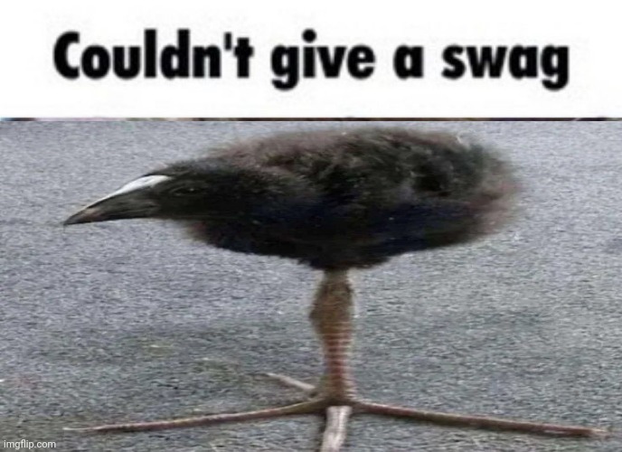 Couldn't give a swag | image tagged in couldn't give a swag,msmg,memes | made w/ Imgflip meme maker