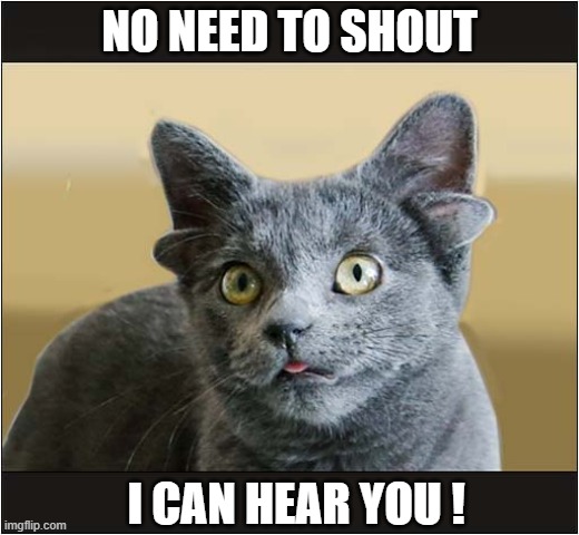 A Four Eared Cat | NO NEED TO SHOUT; I CAN HEAR YOU ! | image tagged in cats,ears,hearing | made w/ Imgflip meme maker