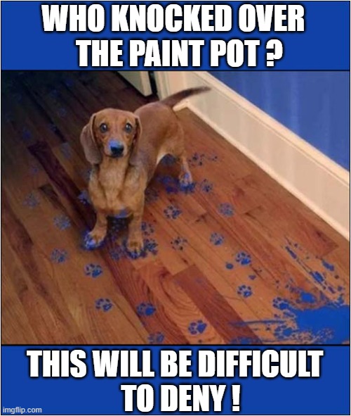 It's Not A Mystery | WHO KNOCKED OVER
  THE PAINT POT ? THIS WILL BE DIFFICULT
  TO DENY ! | image tagged in dogs,dachshund,paint,mystery | made w/ Imgflip meme maker