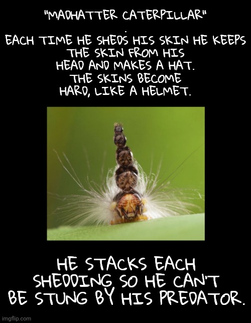 Grossly Genius Mad Hatter | "MADHATTER CATERPILLAR"
.

EACH TIME HE SHEDS HIS SKIN HE KEEPS THE SKIN FROM HIS HEAD AND MAKES A HAT.
THE SKINS BECOME HARD, LIKE A HELMET. HE STACKS EACH SHEDDING SO HE CAN'T BE STUNG BY HIS PREDATOR. | image tagged in mad hatter,caterpillar,insects | made w/ Imgflip meme maker