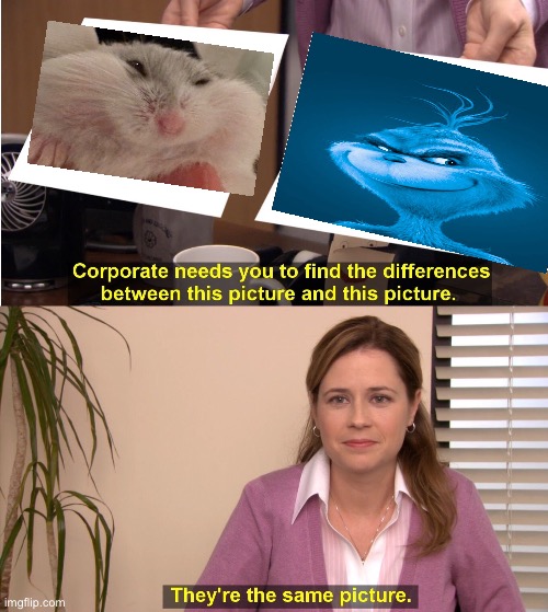 MY HAMSTER LOOKS LIKE THE GRINCH WHYYYY | image tagged in memes,they're the same picture,hamster,grinch | made w/ Imgflip meme maker