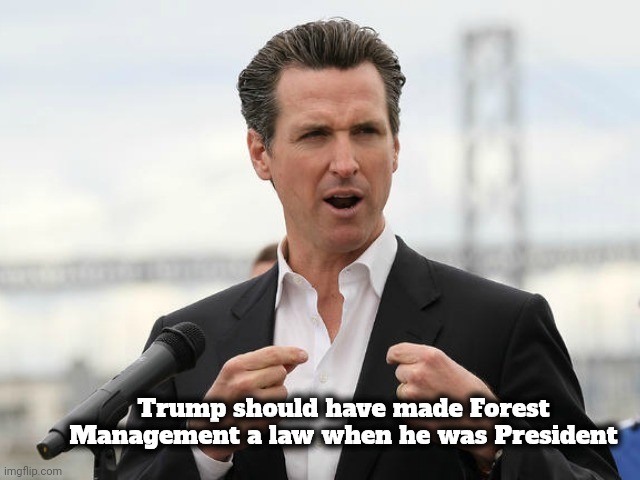 gavin newsome | Trump should have made Forest Management a law when he was President | image tagged in gavin newsome | made w/ Imgflip meme maker