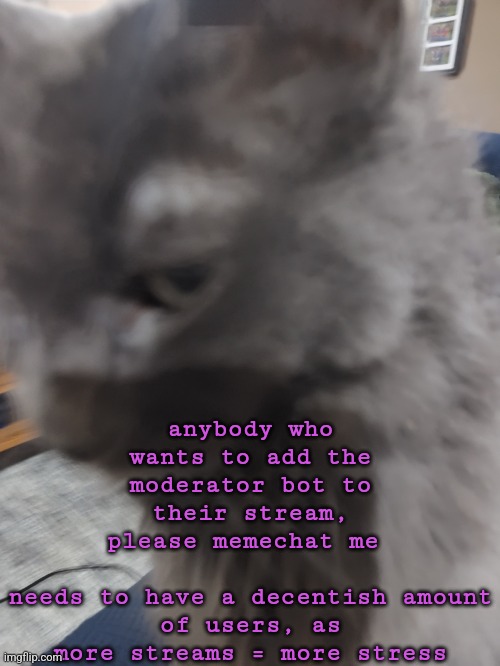 32's Cat | anybody who wants to add the moderator bot to their stream, please memechat me 
 
needs to have a decentish amount of users, as more streams = more stress | image tagged in 32's cat | made w/ Imgflip meme maker