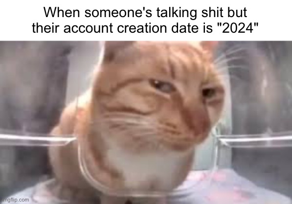 side eye cat | When someone's talking shit but their account creation date is "2024" | image tagged in side eye cat | made w/ Imgflip meme maker