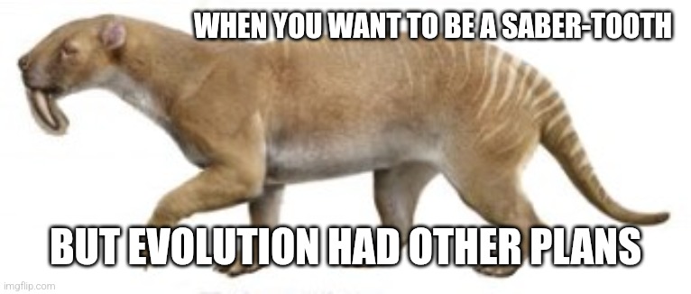 Convergent evolution go brrrr | WHEN YOU WANT TO BE A SABER-TOOTH; BUT EVOLUTION HAD OTHER PLANS | image tagged in memes,paleomemes,science,convergent evolution,thylacosmilus,bros not a sabertooth cat | made w/ Imgflip meme maker