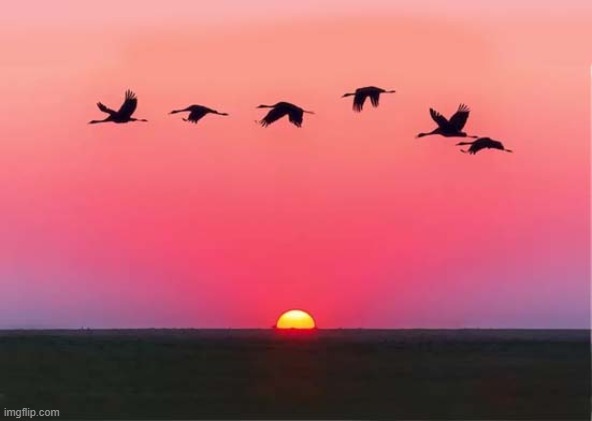 Sunrise or Sunset ? | image tagged in sunrise,sunset,birds | made w/ Imgflip meme maker