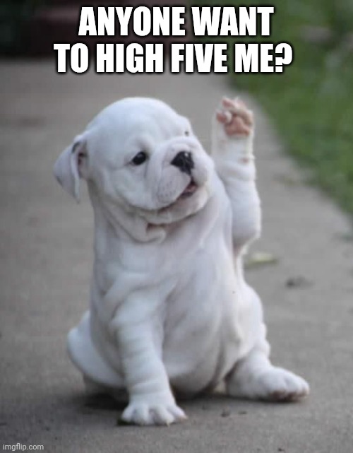 High Five | ANYONE WANT TO HIGH FIVE ME? | image tagged in puppy high five | made w/ Imgflip meme maker