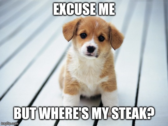 Where's my Steak | EXCUSE ME; BUT WHERE'S MY STEAK? | image tagged in cute puppy 1 | made w/ Imgflip meme maker