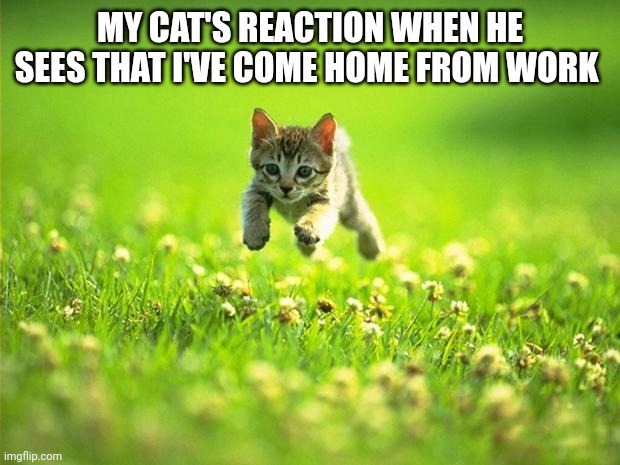 Cats Reaction | MY CAT'S REACTION WHEN HE SEES THAT I'VE COME HOME FROM WORK | image tagged in every time i smile god kills a kitten | made w/ Imgflip meme maker