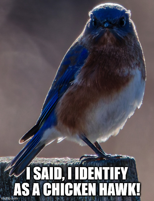 I Said | I SAID, I IDENTIFY AS A CHICKEN HAWK! | image tagged in satire,funny | made w/ Imgflip meme maker