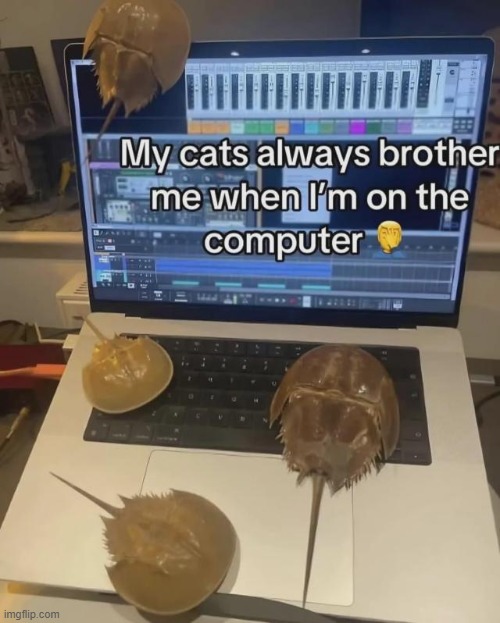 jokes aside i really do want some horseshoe crabs as pets | made w/ Imgflip meme maker