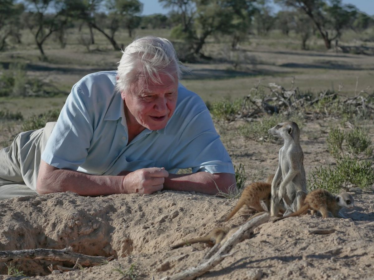 Attenborough and meerkat Blank Meme Template