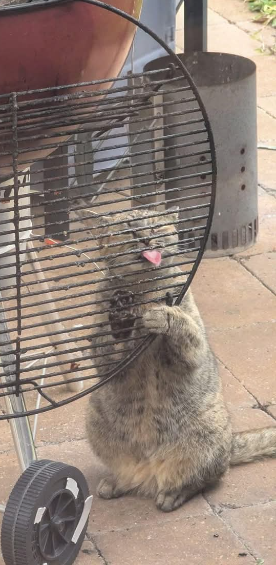 Cat in behind bars Blank Meme Template