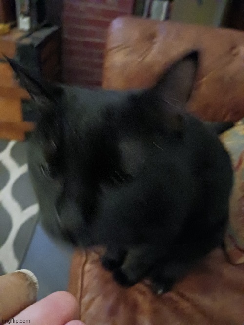 Gouda photo 2 (he's such a silly cat) | made w/ Imgflip meme maker