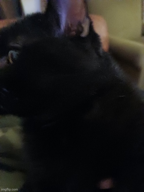 Silicate side eye stare | Gouda | made w/ Imgflip meme maker