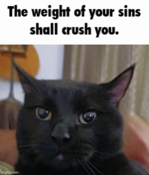 Gouda is so damn silly vro | image tagged in the weight of your sins shall crush you | made w/ Imgflip meme maker