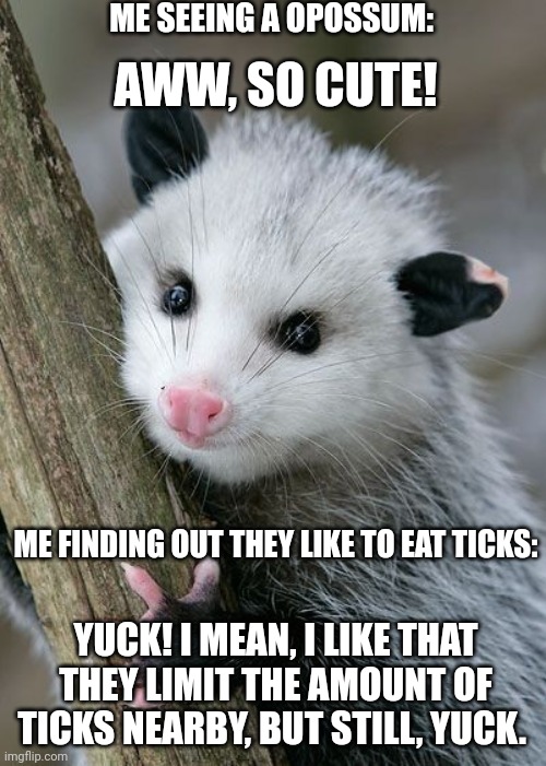 Opossum | ME SEEING A OPOSSUM:; AWW, SO CUTE! ME FINDING OUT THEY LIKE TO EAT TICKS:; YUCK! I MEAN, I LIKE THAT THEY LIMIT THE AMOUNT OF TICKS NEARBY, BUT STILL, YUCK. | image tagged in opossum | made w/ Imgflip meme maker