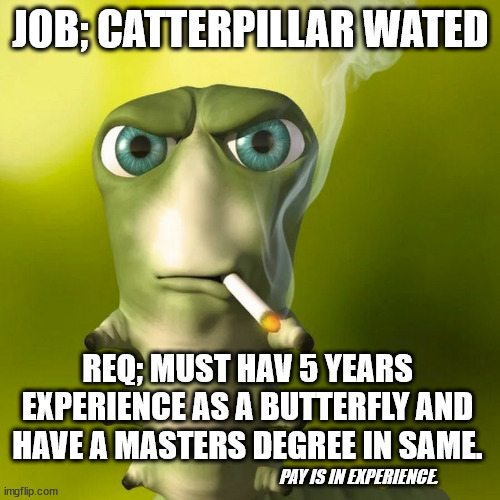 Caterpillar Wanted | JOB; CATTERPILLAR WATED; REQ; MUST HAV 5 YEARS EXPERIENCE AS A BUTTERFLY AND HAVE A MASTERS DEGREE IN SAME. PAY IS IN EXPERIENCE. | image tagged in catterpillar smoking ciggarette,job interview,get a job,pay,employment | made w/ Imgflip meme maker