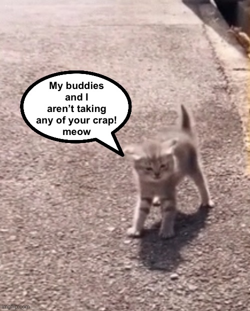 My buddies and I aren’t taking any of your crap!
meow | made w/ Imgflip meme maker