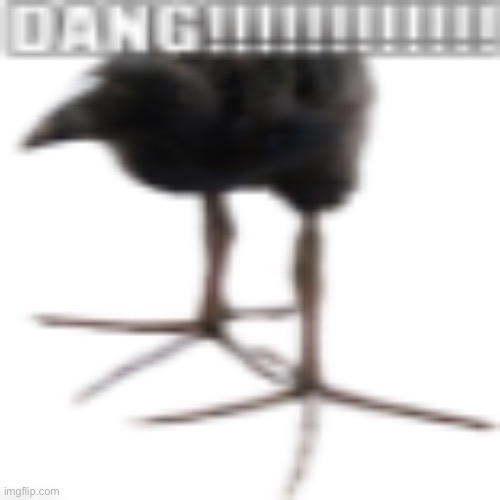 DANG | image tagged in dang | made w/ Imgflip meme maker