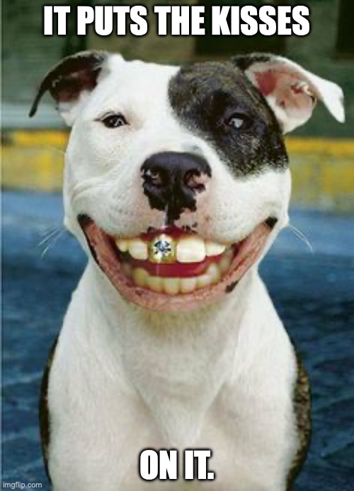 PIt Bull Smile | IT PUTS THE KISSES; ON IT. | image tagged in pit bull smile | made w/ Imgflip meme maker