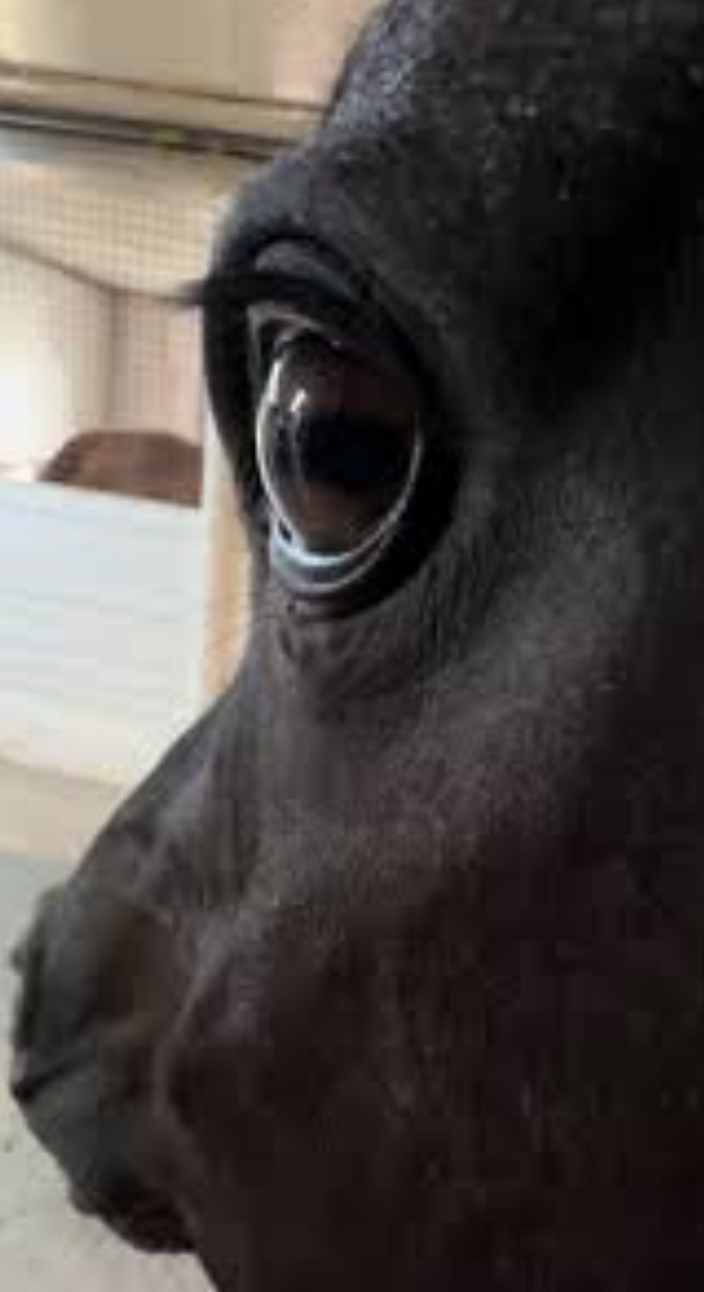 Horse Side Eye Blank Meme Template