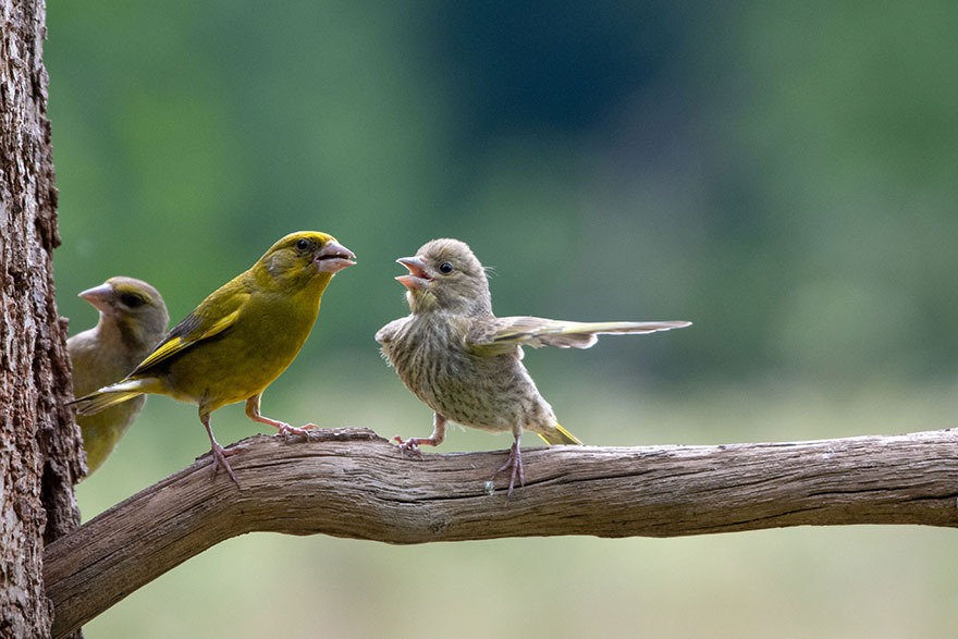 Greenfinches in Białowieża Forest, Poland. Photo credit: Jacek Stankiewicz | image tagged in photography | made w/ Imgflip meme maker