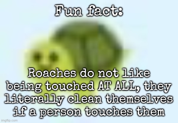 low quality turtle | Fun fact:; Roaches do not like being touched AT ALL, they literally clean themselves if a person touches them | image tagged in low quality turtle,msmg | made w/ Imgflip meme maker